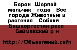 Барон (Шарпей), мальчик 3 года - Все города Животные и растения » Собаки   . Башкортостан респ.,Баймакский р-н